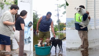 Rescatan a mascotas tras el paso de 'John' por Acapulco