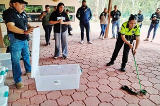 No hay peligro por avistamientos de serpientes en Durango: Policía Ambiental