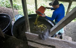 Colombia rompe récord al producir 2 mil 600 toneladas de cocaína en 2023