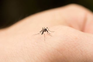 En Durango, confirman existencia de casos autóctonos de dengue