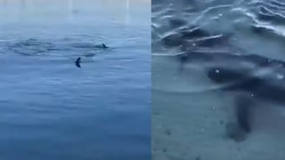 Reportan avistamiento de tiburones cerca del malecón de La Paz | VIDEO