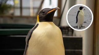 Pingüino viajó más de 3 mil kilómetros desde la Antártida hasta Australia | VIDEO