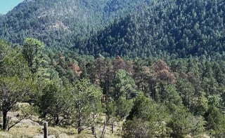 Reserva forestal de Durango, en riesgo por recorte presupuestal