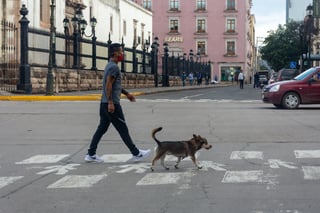 Propone ley en Durango para reconocer a mascotas como seres sintientes