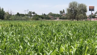 Aseguran agua para siembra en La Laguna 