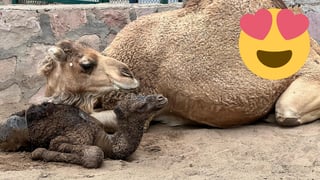 ¡Fiesta en el Sahuatoba! Nace un bebé dromedario en el Zoológico de Durango