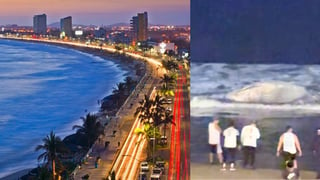 Ballena fue hallada muerta con redes de pescadores frente al malecón de Mazatlán | VIDEO