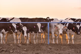 Gusano barrenador: Exportadores de ganado en Durango acumulan pérdidas