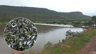 Lluvias invernales en Durango dejan beneficios para la agricultura y ganadería: Regidor