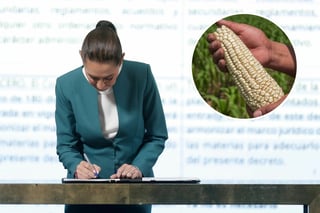 Maíz Transgénico: Sheinbaum firma decreto para prohibir su cultivo en México