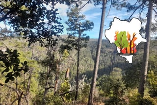 Incendios forestales en la sierra de Durango aumentan las plagas: SRNyMA