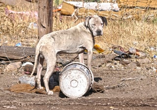 Detectan criaderos clandestinos de mascotas en Durango