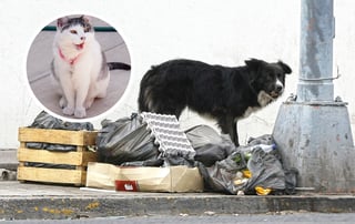 Centro de Atención Animal en Durango, saturado por mascotas abandonadas