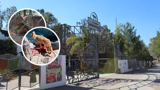 Zoológico Sahuatoba, único en Durango certificado para cuidar animales rescatados