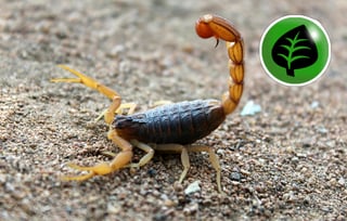¿Alacranes en casa? Descubre qué plantas los ahuyentan de forma natural