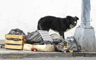 CAAN: Aumentó abandono de mascotas en el municipio de Durango