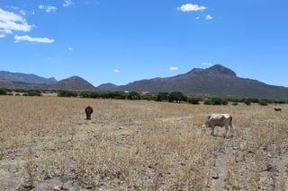 Sufre sequía el 80% de localidades de la región serrana de Durango