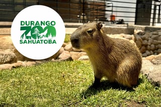 5 cosas que debes conocer de una capibara, la nueva integrante del Zoológico Sahuatoba