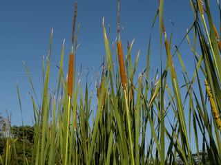 Las hojas del junco 