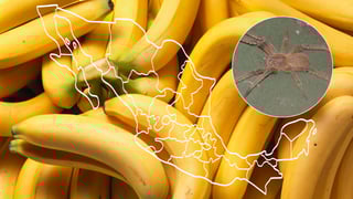 La araña bananera, considerada más peligrosa que la araña violinista, ¿vive en México?