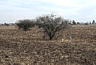 Crece sequía extrema al 40% de Durango 