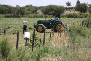 Buena noticia para productores duranguenses los pronósticos de lluvia: SAGDR