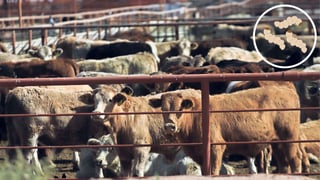 Piden en Durango reforzar contención contra el gusano barrenador