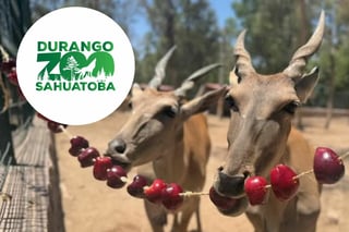 Por calor, refrescan a animales del Zoológico Sahuatoba