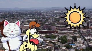 ¿Cómo evitar un golpe de calor en perros y gatos? Aquí te contamos 