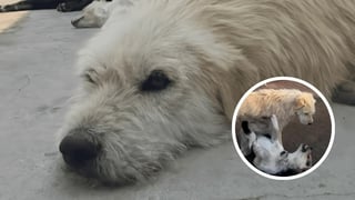 ¿Quién es King Charles, el ‘perro con más aura del mundo’? Aquí te contamos