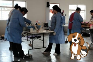 Esterilizan a perritos de localidades de la zona rural en Durango