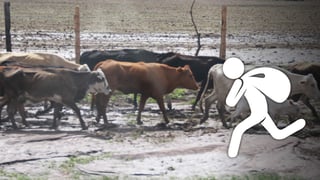 Hombre denuncia robo de ganado en Pánuco de Coronado