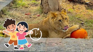 Zoológico Sahuatoba sí abrirá durante vacaciones | Horarios y actividades