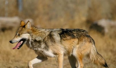 Reintroducción. Primero permanecerán temporalmente en un recinto en preliberación y posteriormente podrán ser liberados en la sierra de Tepehuanes.