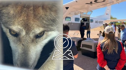 Llega a Durango la segunda manada de lobo mexicano para su liberación