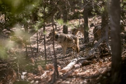 Conservación. Fue hace casi dos semanas que llegaron los primeros cuatro ejemplares que serán liberados en la Sierra Madre Occidental, en el municipio de Santiago Papasquiaro.