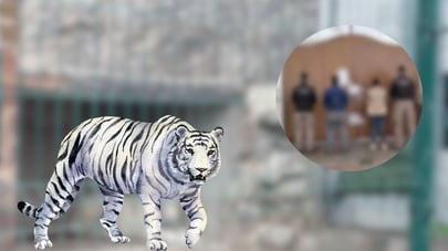 Aseguran dos tigres blancos en Durango; operativo federal deriva de una denuncia