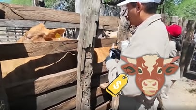 Con reapertura de frontera a la exportación, esperan que mejore el precio del ganado