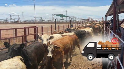 Productores de Durango esperan que exportación de ganado a EUA fluya sin contratiempos, tras pausa