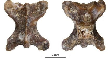 Descubren restos fósiles de nueva especie de reptil en España