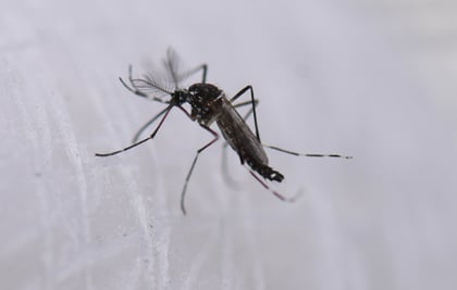 5 claves para prevenir la reproducción del mosquito del dengue