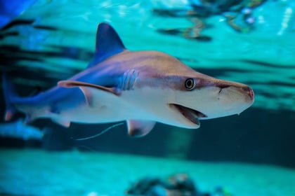 Tiburones intoxicados con cocaína son detectados en Brasil