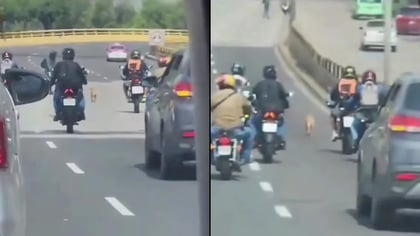 Motociclistas auxilian a perrito para que no sea atropellado | VIDEO