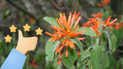 Esta es la planta mexicana que ayuda a combatir el cáncer, según estudios