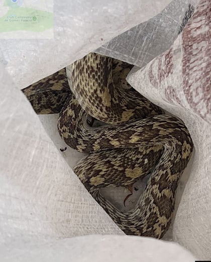  La serpiente fue trasladada cuidadosamente a su hábitat natural, donde podrá continuar con sus funciones ecológicas sin poner en riesgo su integridad ni la de los habitantes del sector.