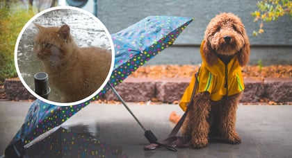 ¿Cómo puedo proteger a mi mascota en temporada de lluvias? Aquí te contamos