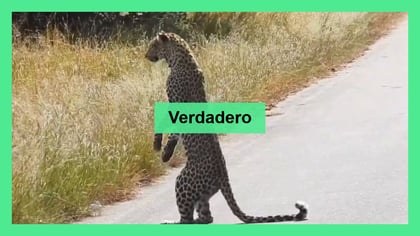 Leopardo se para en dos patas para observar a su presa, ¡es real!