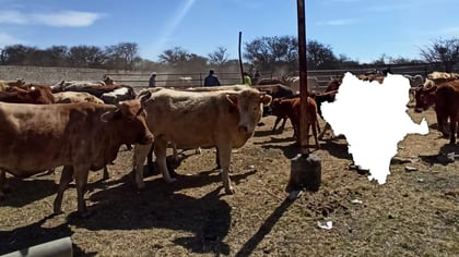 Ven un cierre de año difícil para el sector ganadero en Durango