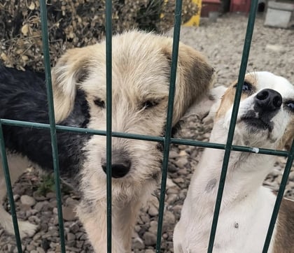 Responsabilidad. Asociaciones promueven la adopción responsable y la esterilización de mascotas.