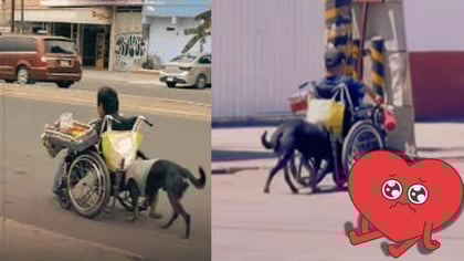 El mejor amigo del hombre: Perrito empuja la silla de ruedas de su dueño entre el tráfico